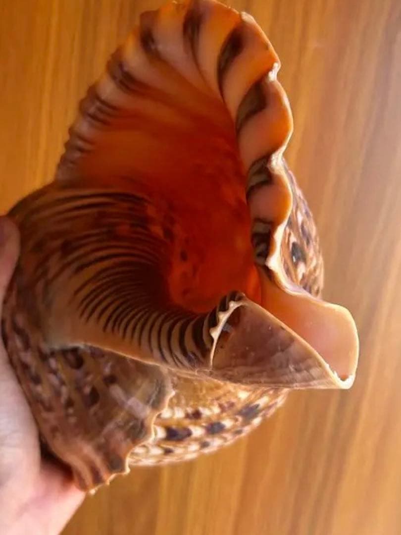 38cm 法螺貝 濃い色合いで美しい、大きくて丸い形の法螺貝です。 蓋付