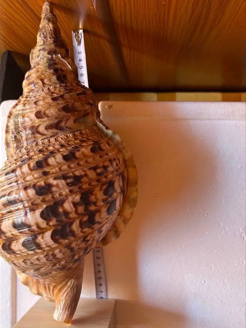 38cm 法螺貝 濃い色合いで美しい、大きくて丸い形の法螺貝です。 蓋付