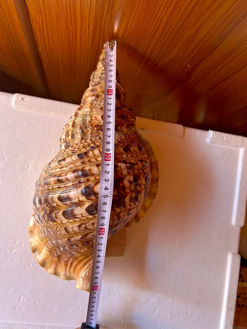 38cm 法螺貝 濃い色合いで美しい、大きくて丸い形の法螺貝です。 蓋付