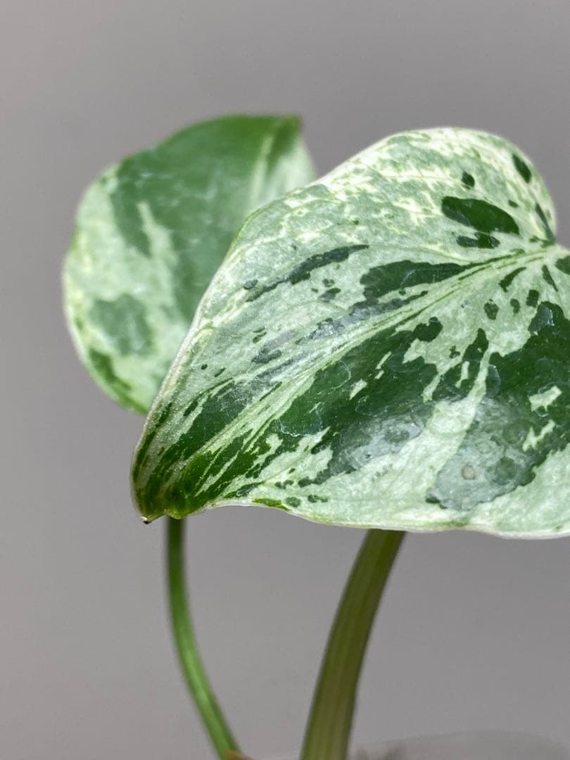 全葉斑入り‼️】モンステラ デリシオーサ バルバソー フシギダネ
