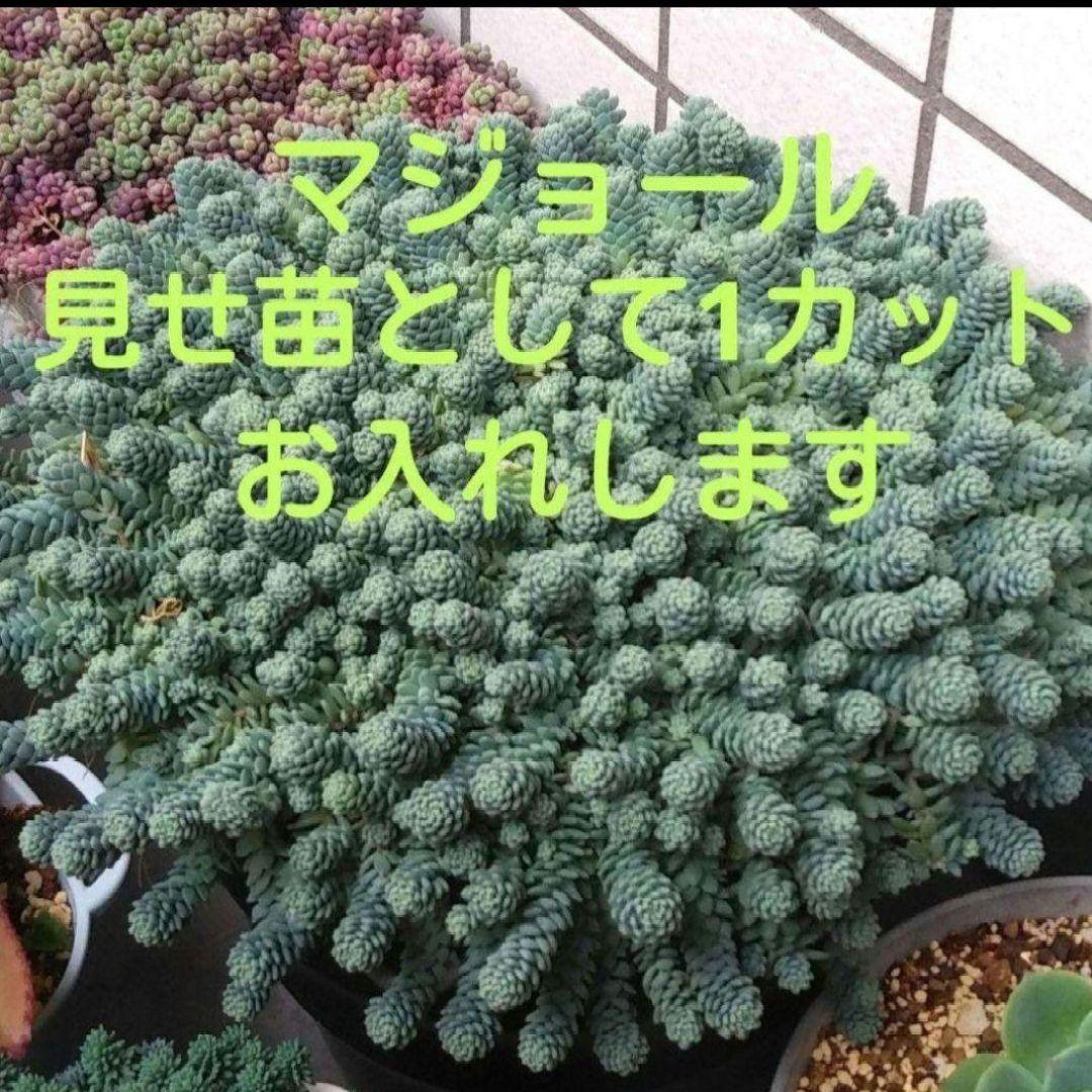 129. 多肉植物 キャラリアン 830円【抜き苗】