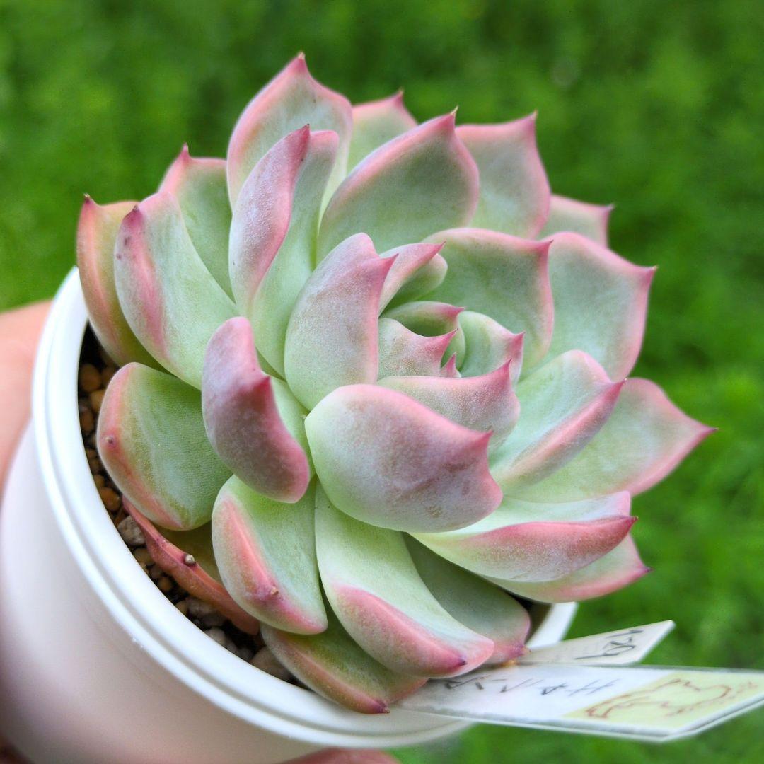 129. 多肉植物 キャラリアン 830円【抜き苗】