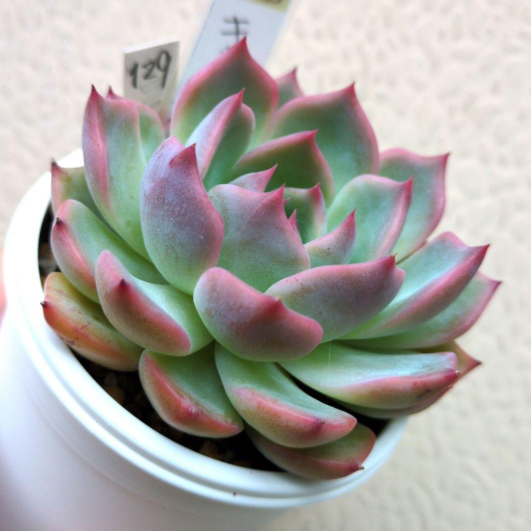 129. 多肉植物 キャラリアン 830円【抜き苗】