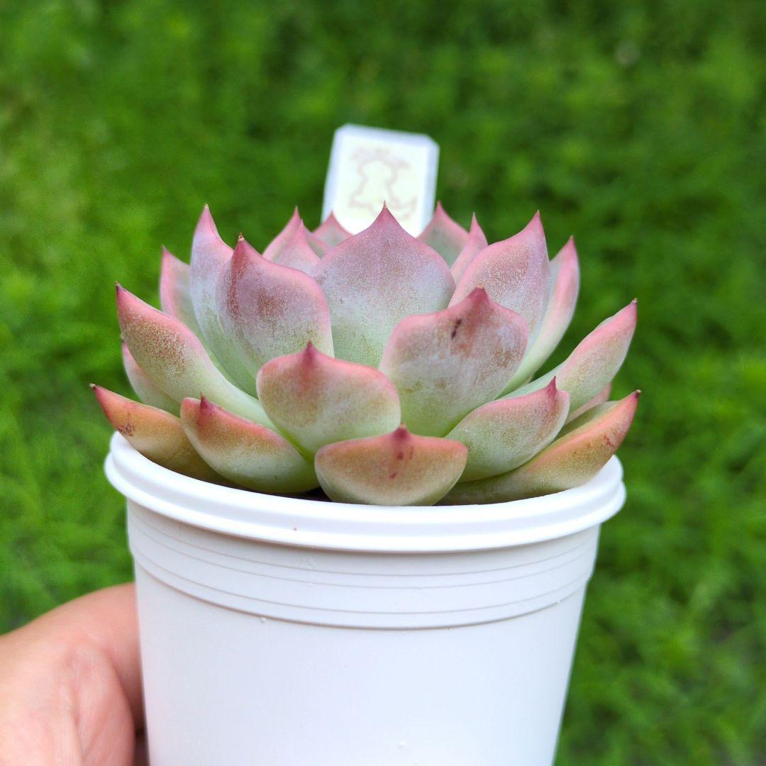 129. 多肉植物 キャラリアン 830円【抜き苗】