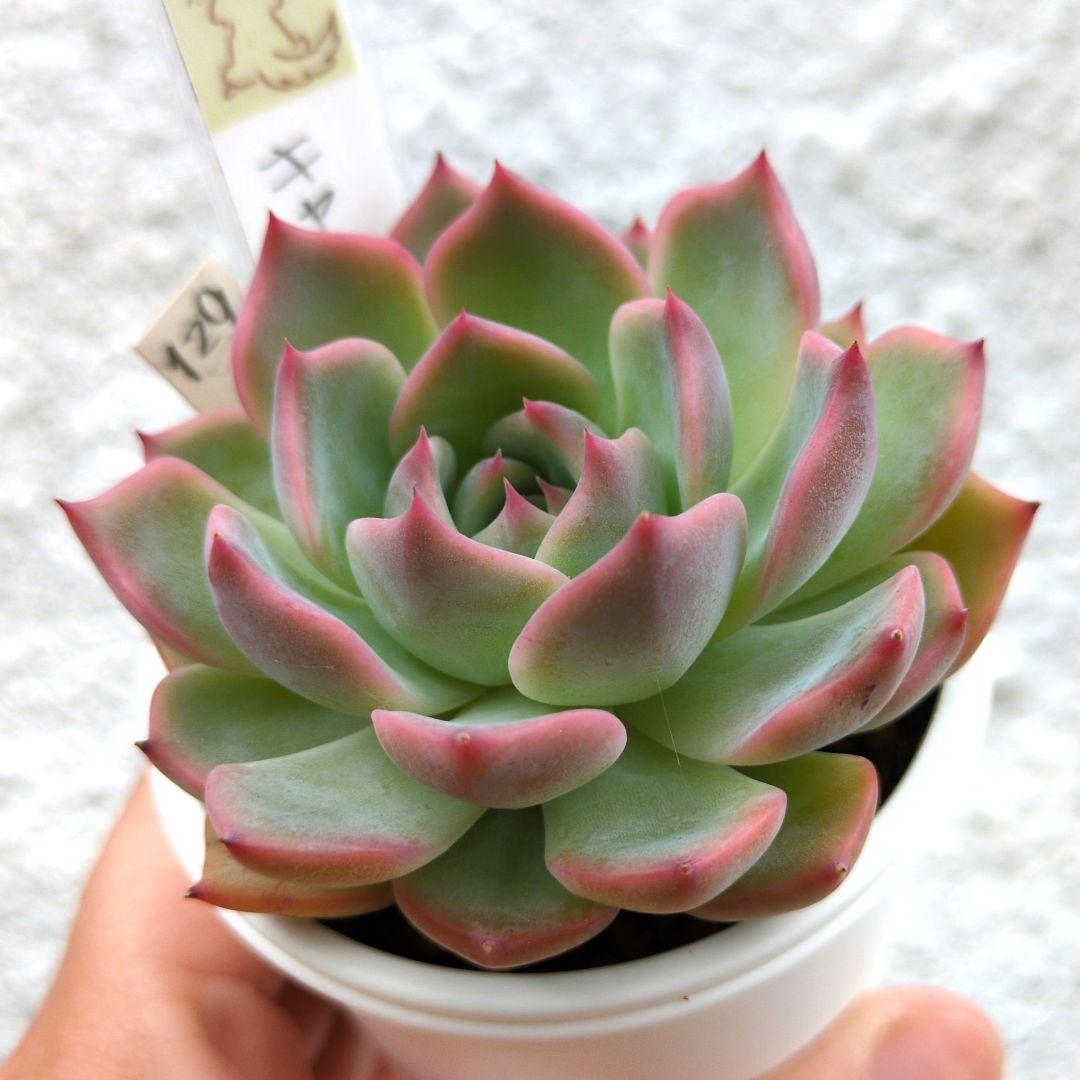 129. 多肉植物 キャラリアン 830円【抜き苗】