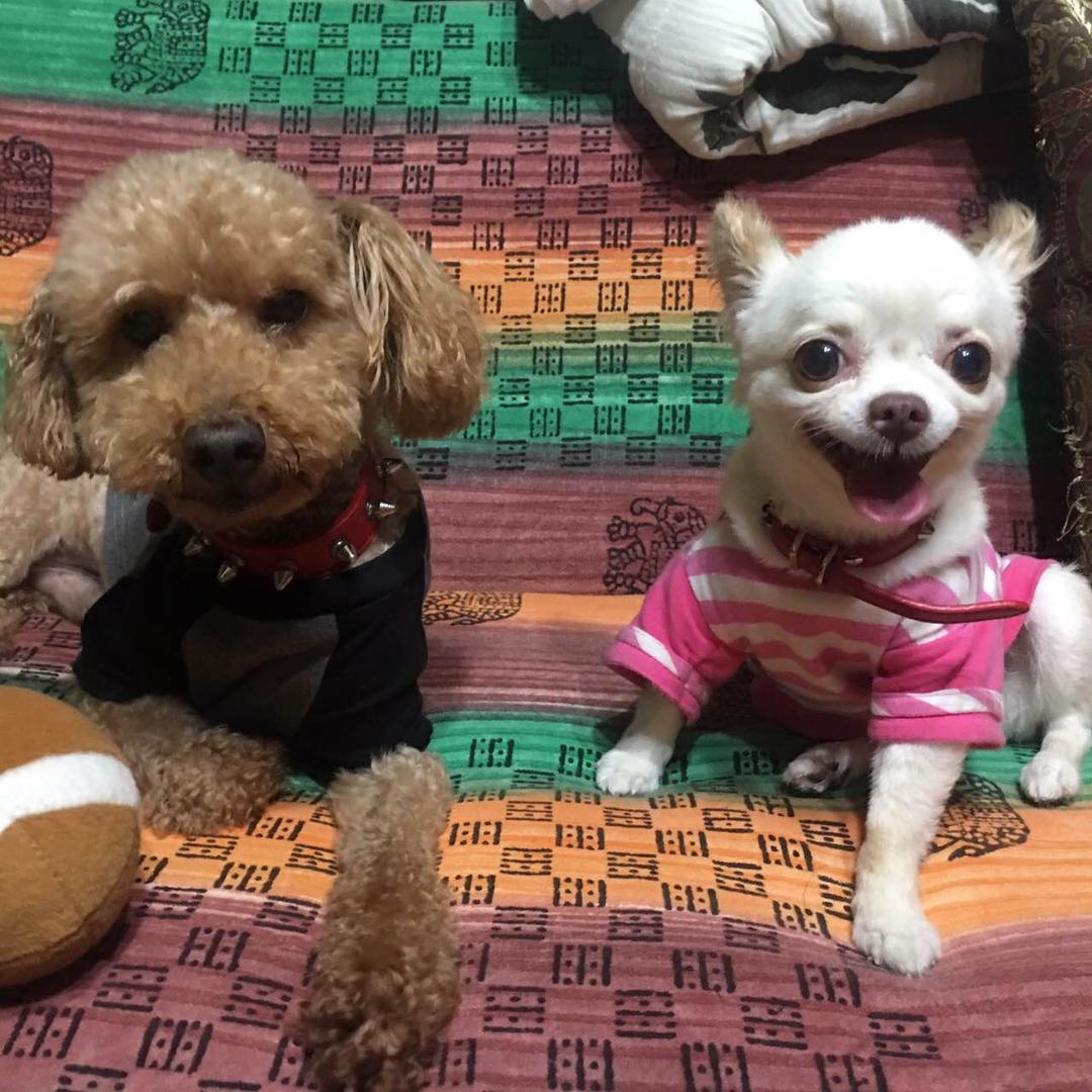 フェルトオーダー確認