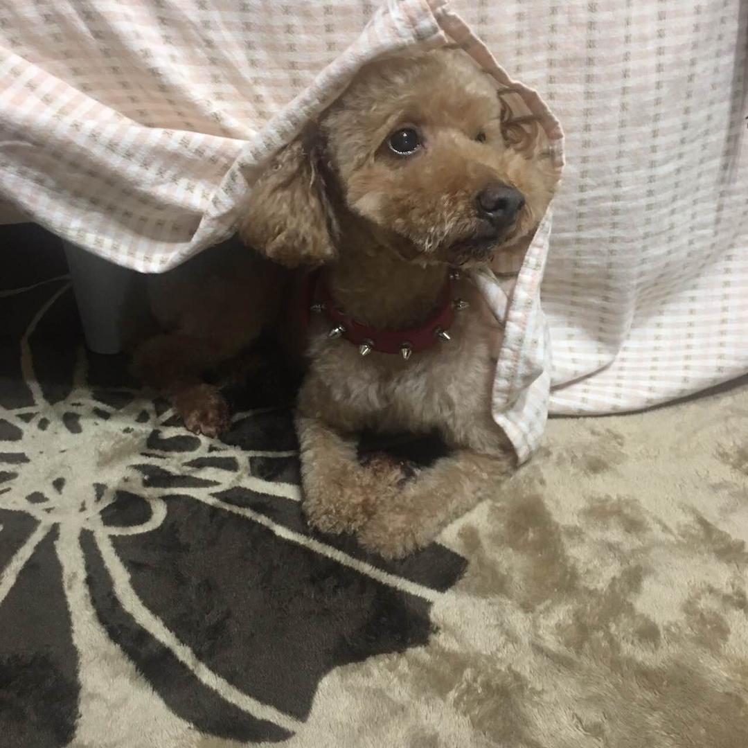 フェルトオーダー確認