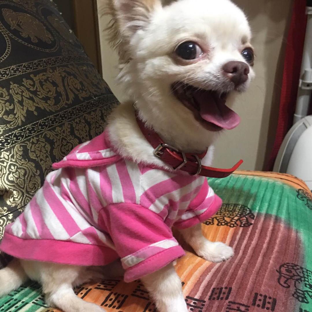 フェルトオーダー確認