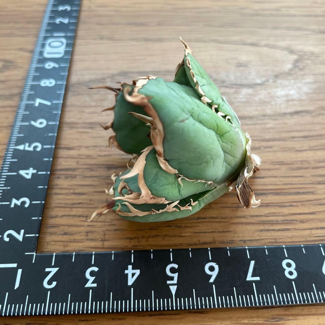 REZA産】イラン株 選抜 アガベ アングリーハート ANGRY HEART