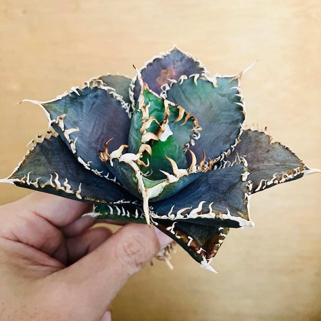 【稀少】金剛 TC株 特選 アガベ チタノタ