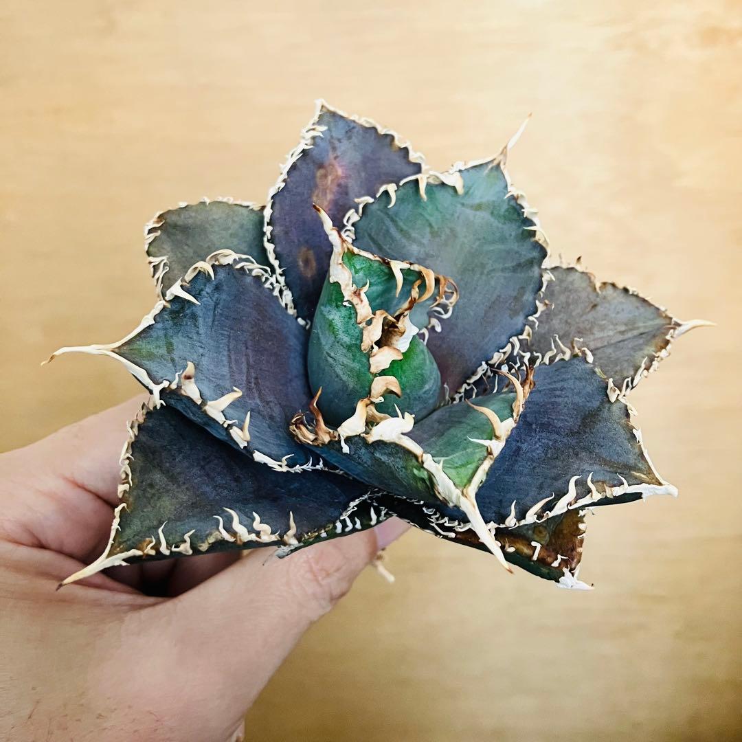 【稀少】金剛 TC株 特選 アガベ チタノタ