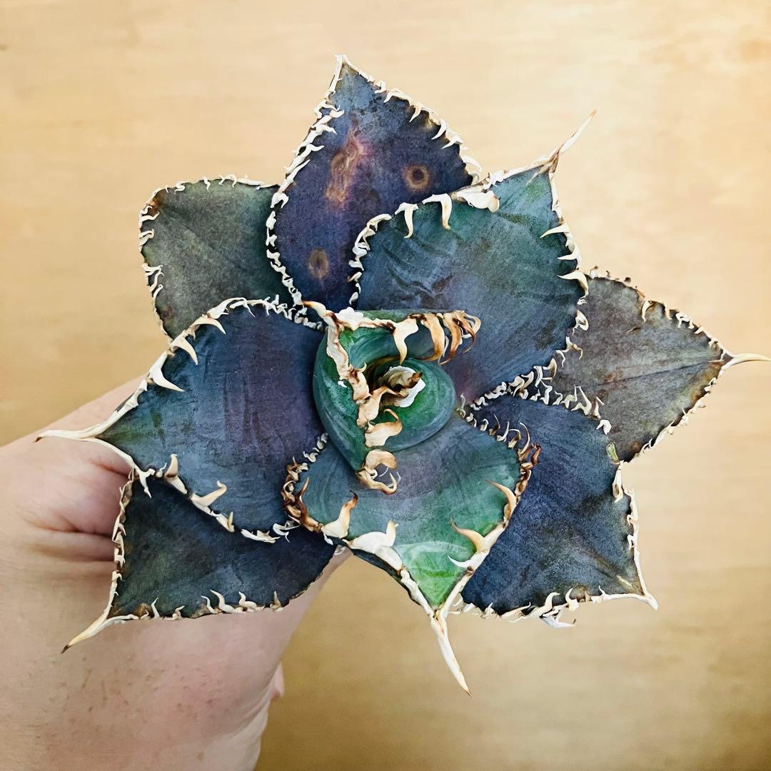 【稀少】金剛 TC株 特選 アガベ チタノタ