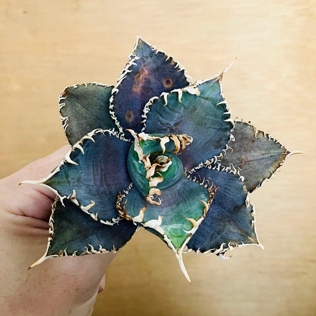 【稀少】金剛 TC株 特選 アガベ チタノタ