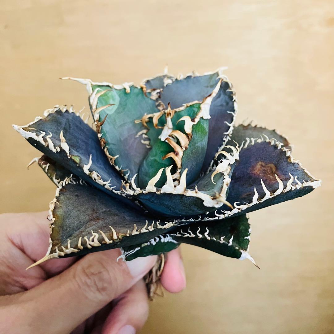 【稀少】金剛 TC株 特選 アガベ チタノタ