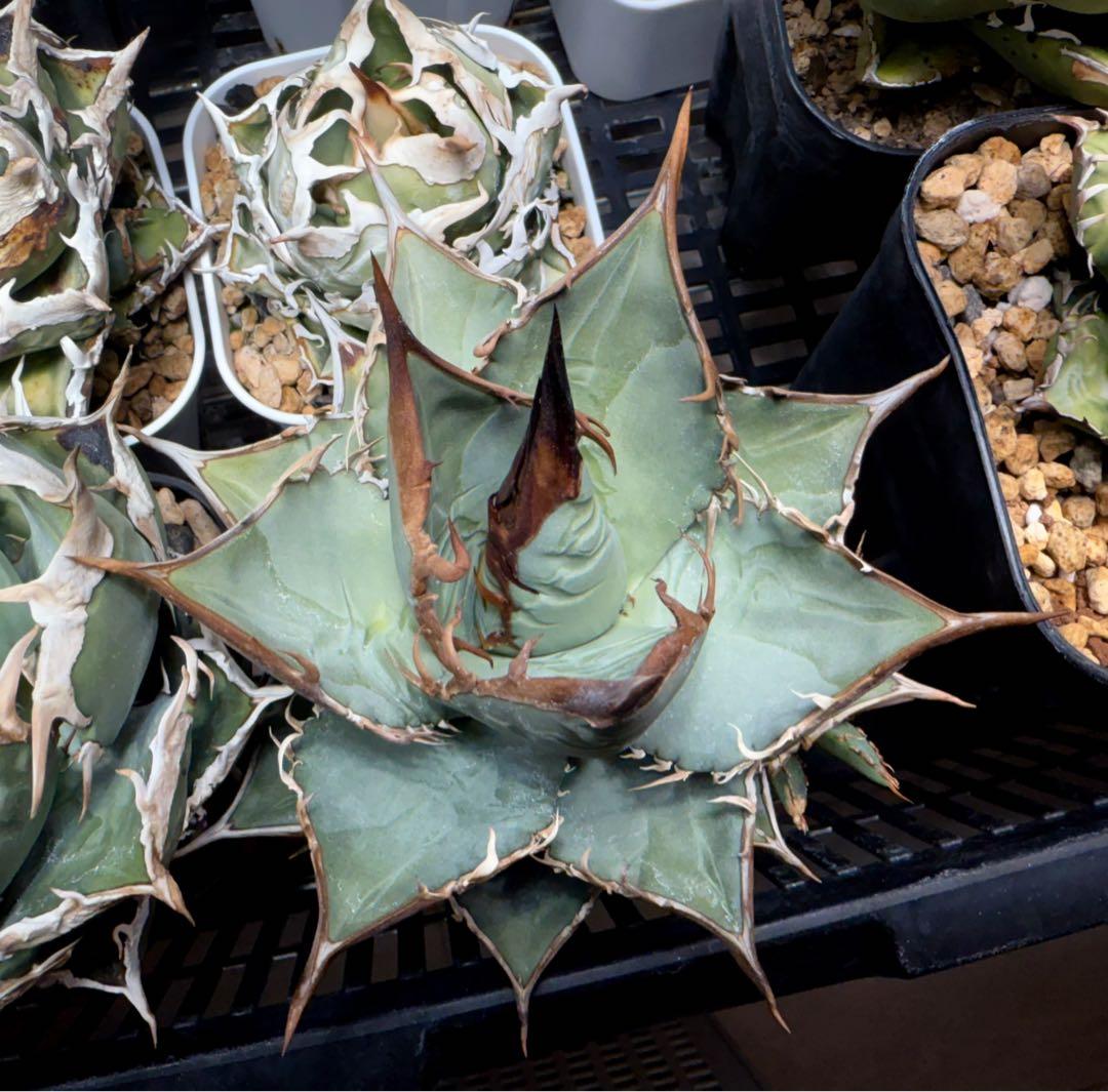 【選抜】アガベ オテロイ実生 検）チタノタ オアハカ