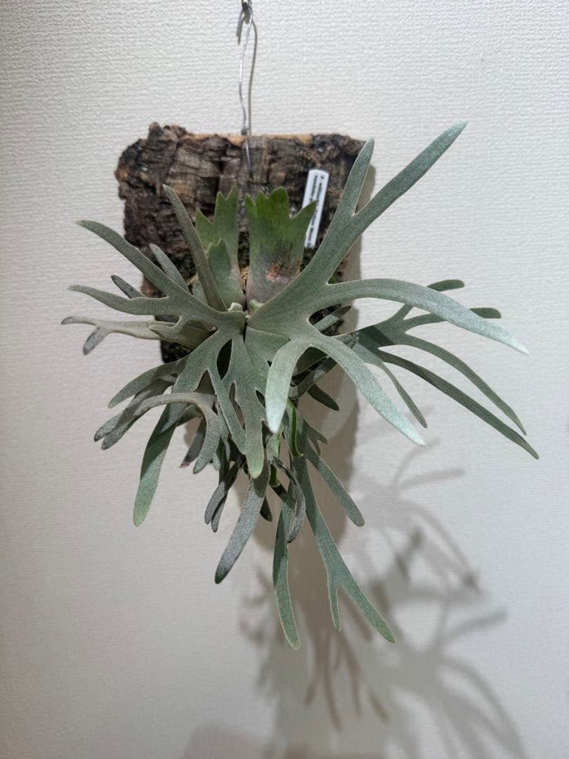 willinckii yellowmoondwarfspore ポスター付き