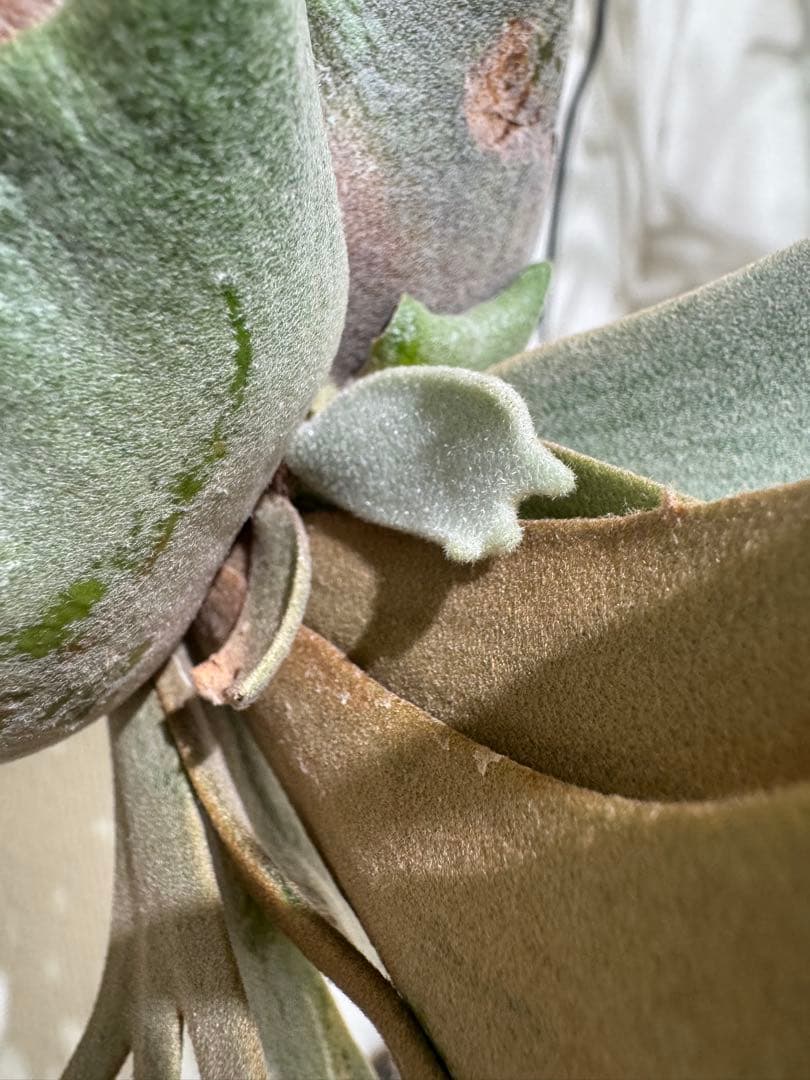 willinckii yellowmoondwarfspore ポスター付き