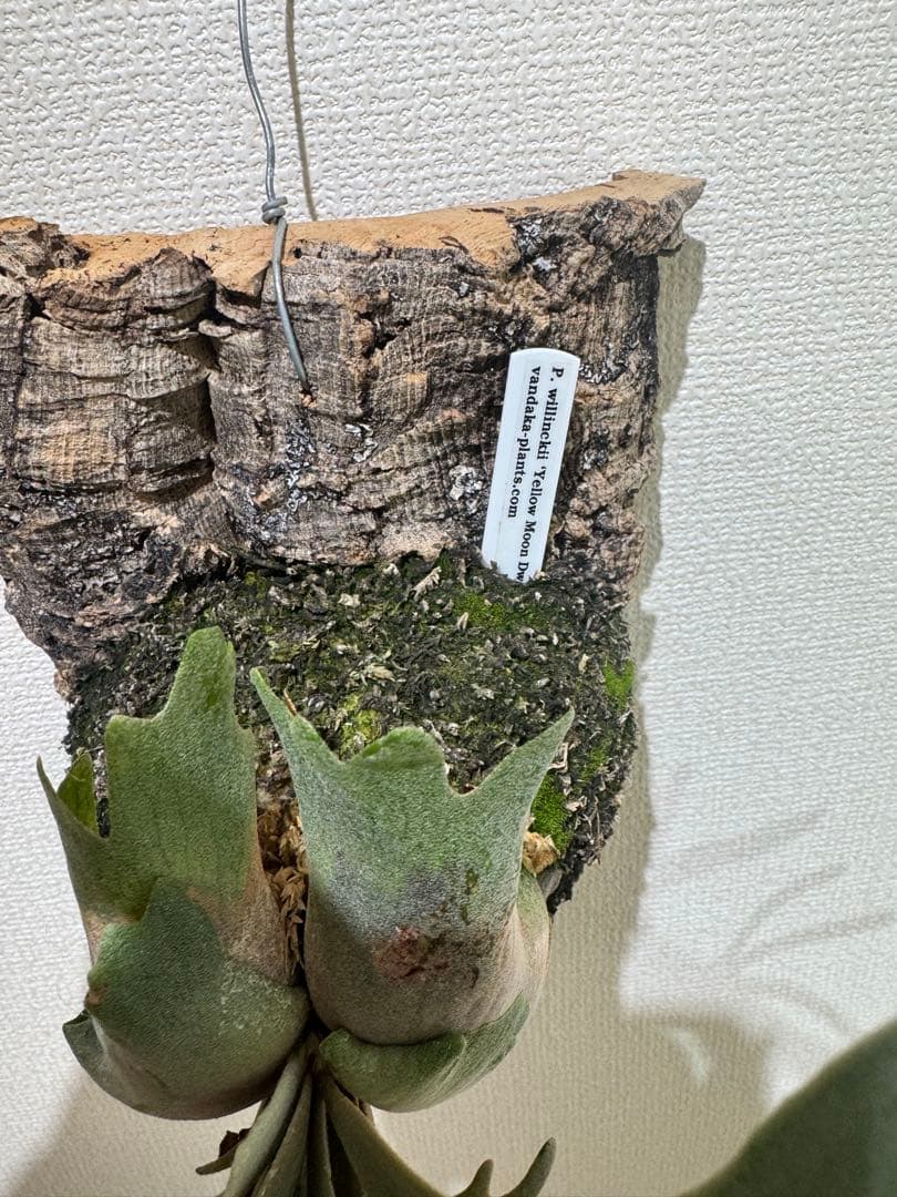 willinckii yellowmoondwarfspore ポスター付き