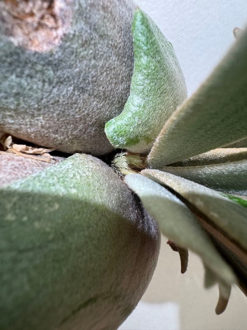 willinckii yellowmoondwarfspore ポスター付き