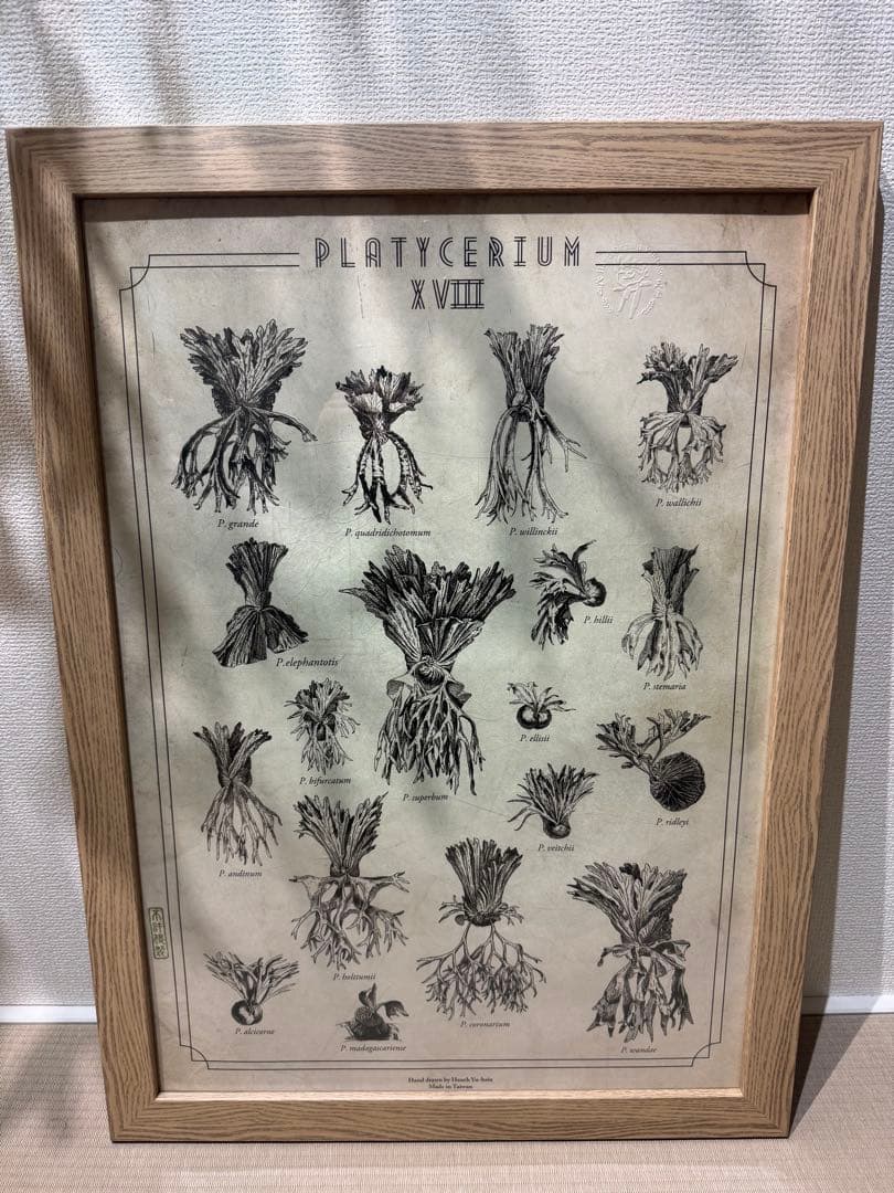 willinckii yellowmoondwarfspore ポスター付き