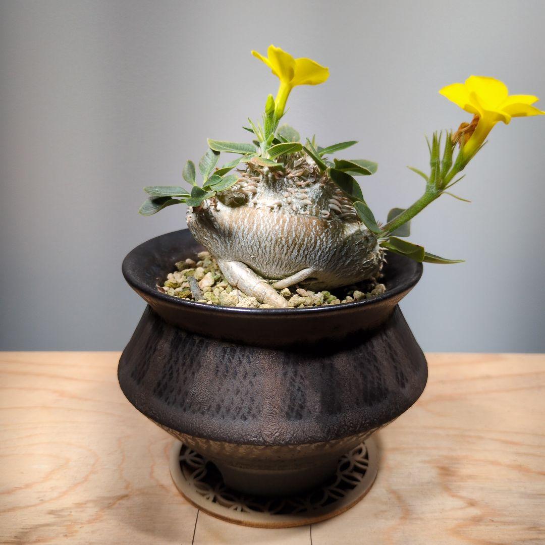 パキポディウム　ブレビカウレ　恵比寿笑い