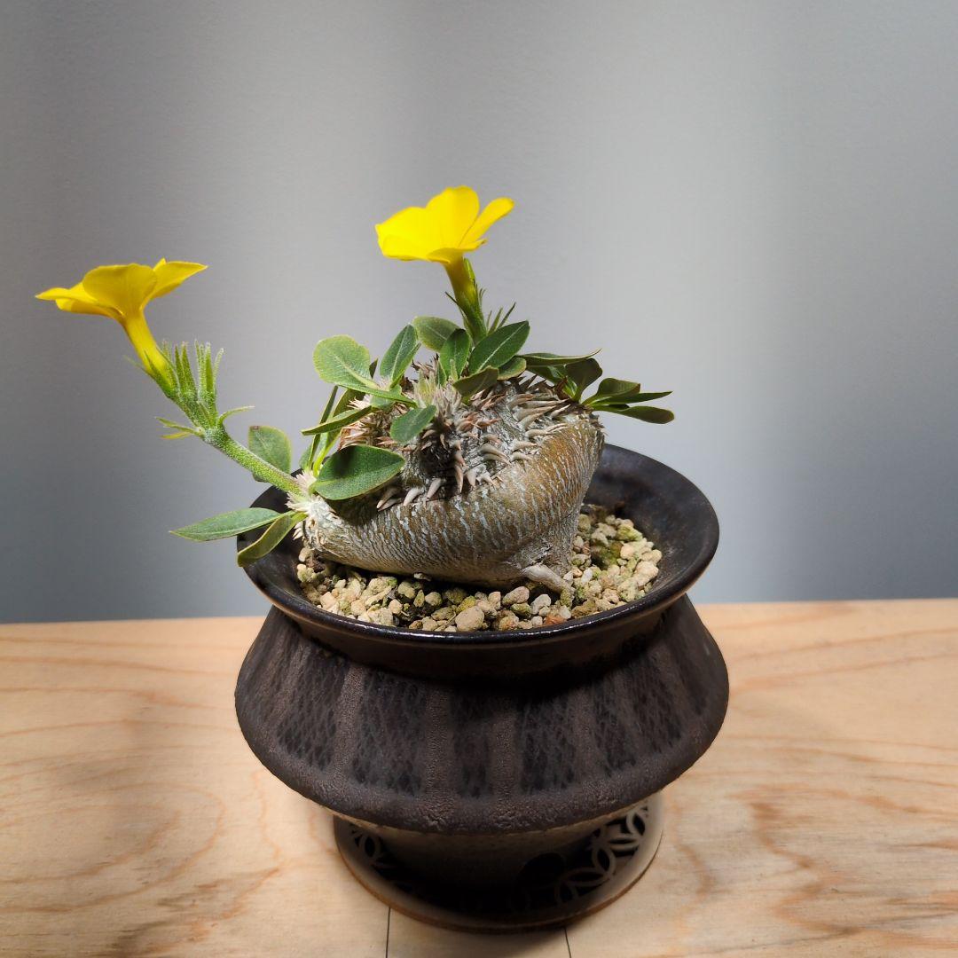 パキポディウム　ブレビカウレ　恵比寿笑い