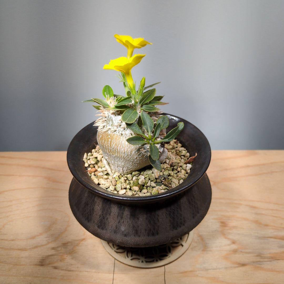 パキポディウム　ブレビカウレ　恵比寿笑い