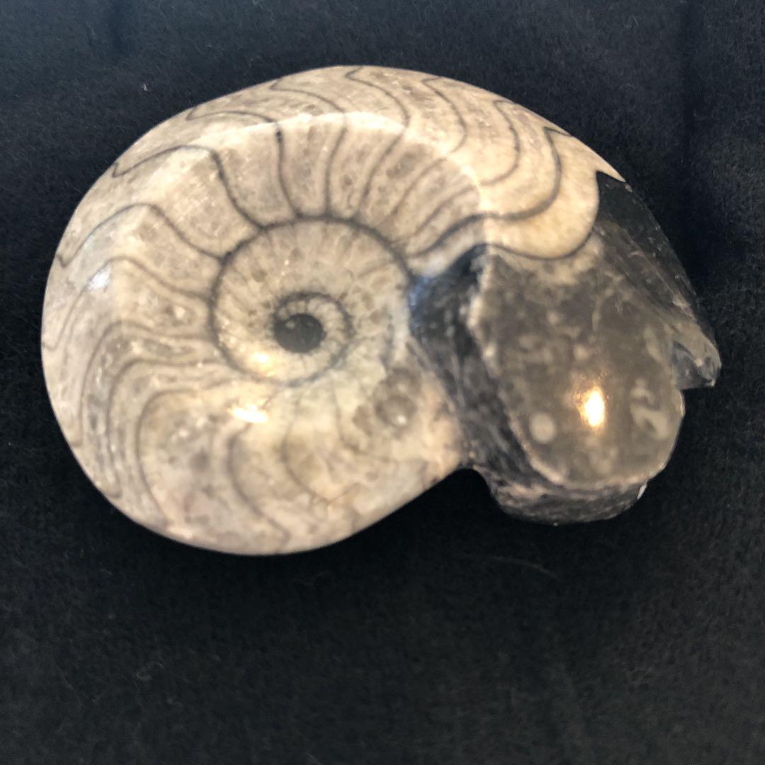 【こし】【超希少/近々値上げします】ゴアニアタイト化石　インテリア