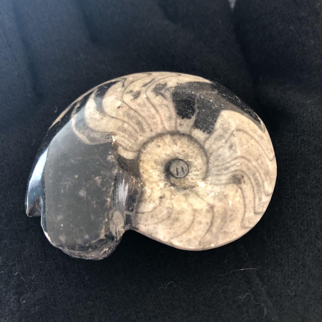 【こし】【超希少/近々値上げします】ゴアニアタイト化石　インテリア