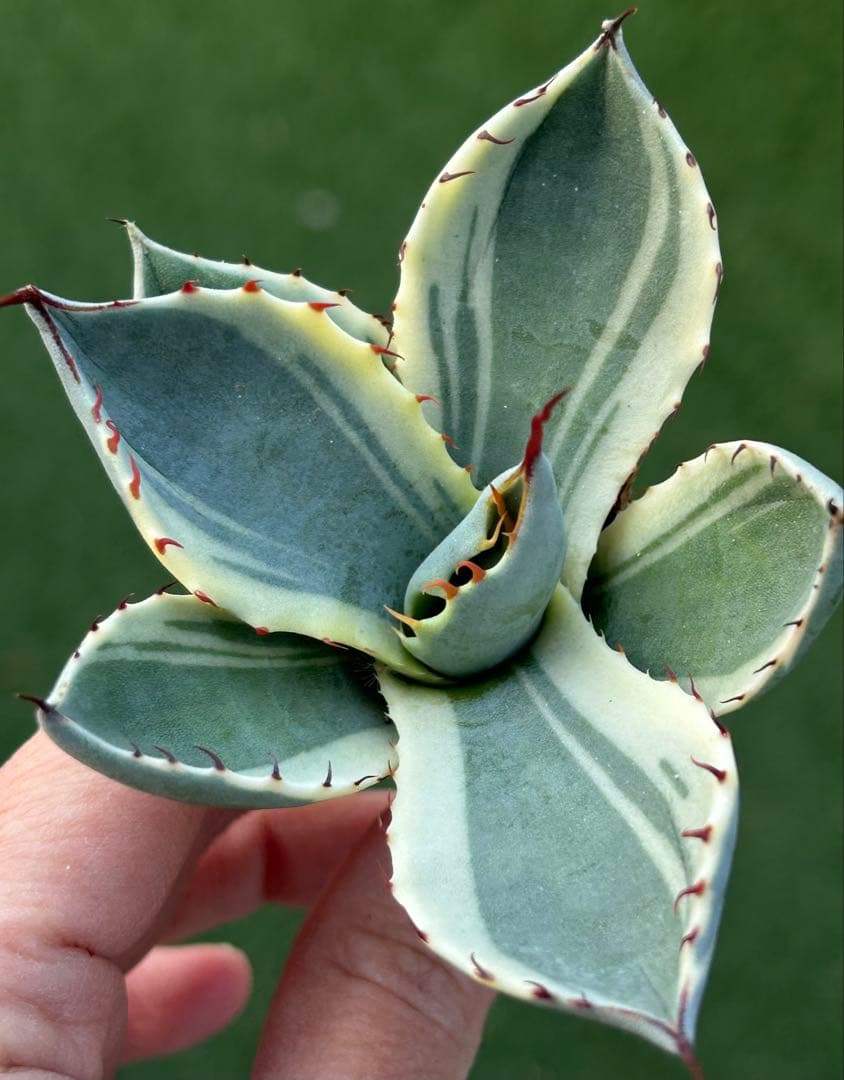 激レア最高級株！発根済み！オリザバ①極上株！アガベ 根付き