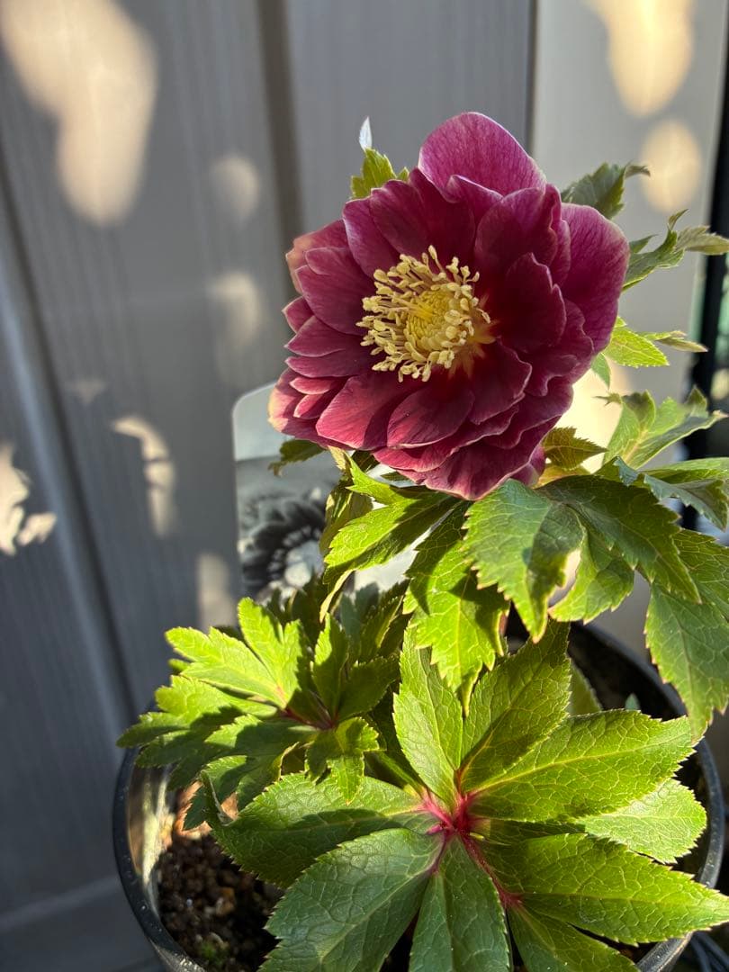 ♡広瀬園芸♡ レッドピンク　白抜け　ソレイユ系