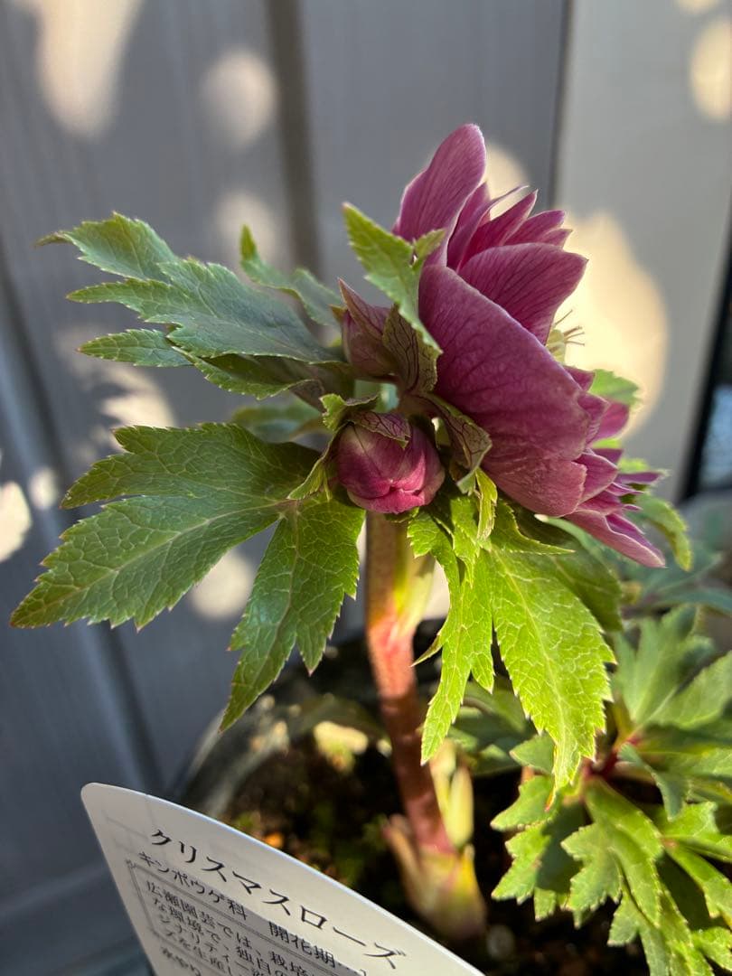 ♡広瀬園芸♡ レッドピンク　白抜け　ソレイユ系