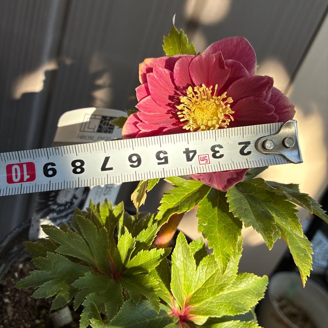 ♡広瀬園芸♡ レッドピンク　白抜け　ソレイユ系