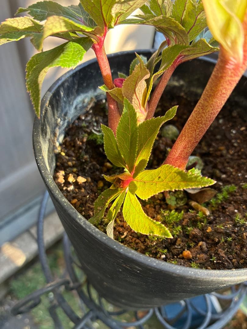 ♡広瀬園芸♡ レッドピンク　白抜け　ソレイユ系