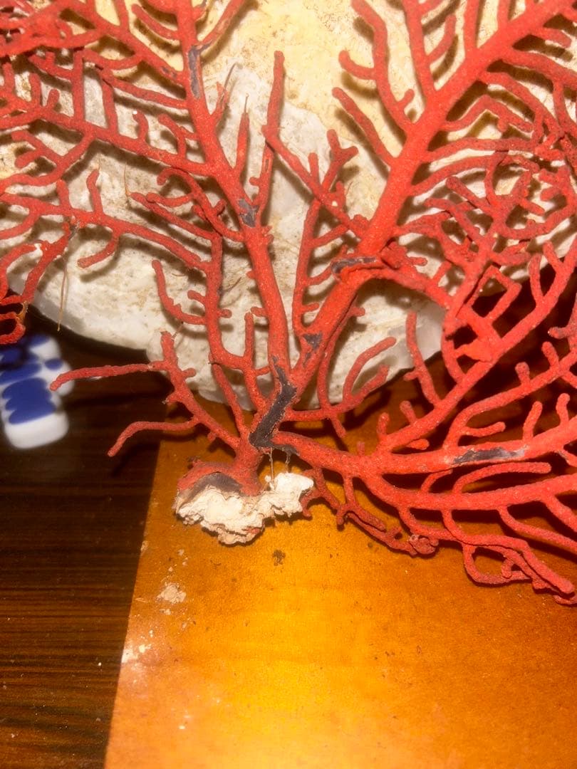 赤いサンゴのインテリアオブジェ