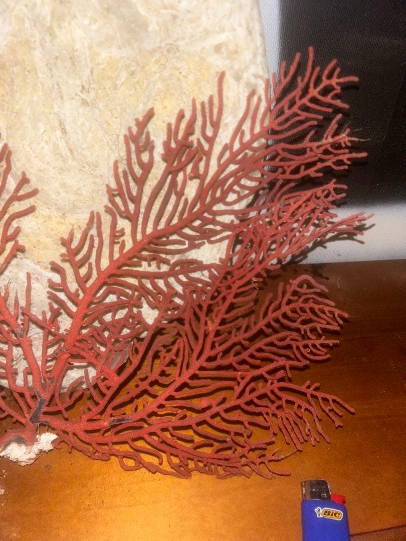 赤いサンゴのインテリアオブジェ
