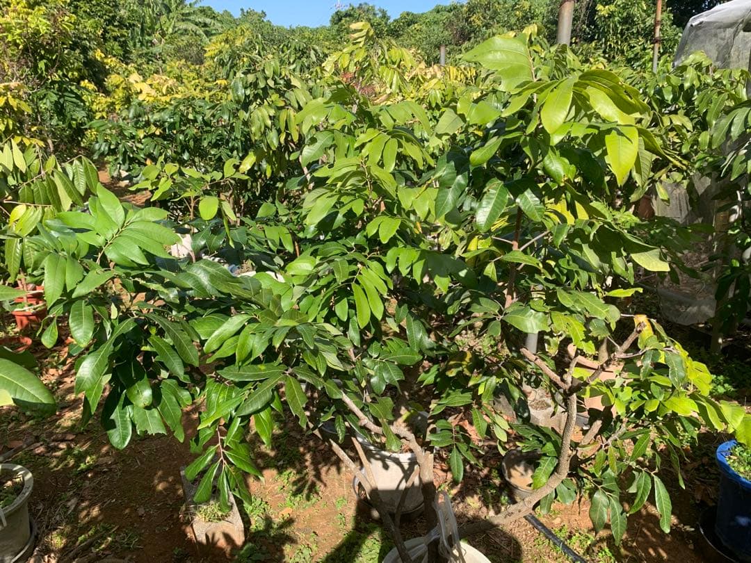 台湾竜眼取木苗木6年目　ロンガン苗 龍眼苗 りゅうがん苗