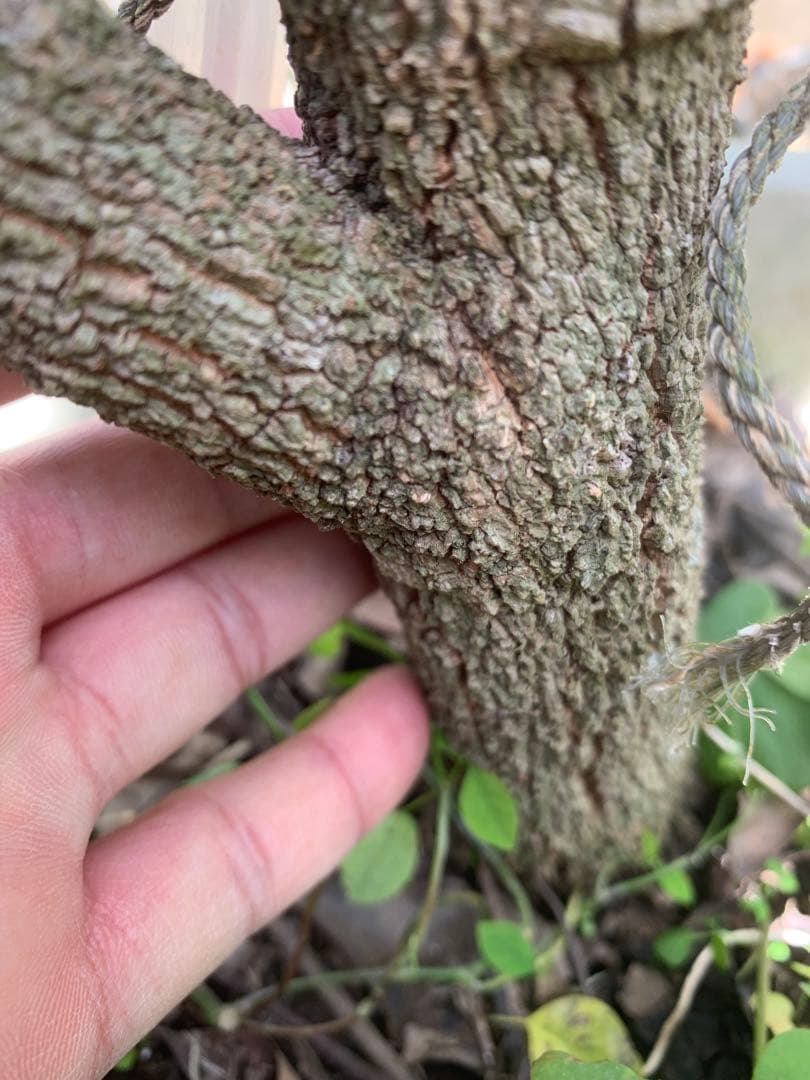 台湾竜眼取木苗木6年目　ロンガン苗 龍眼苗 りゅうがん苗