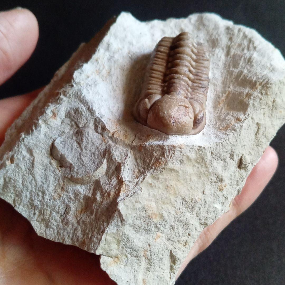 化石　標本　三葉虫　ファコプス　USA　美麗