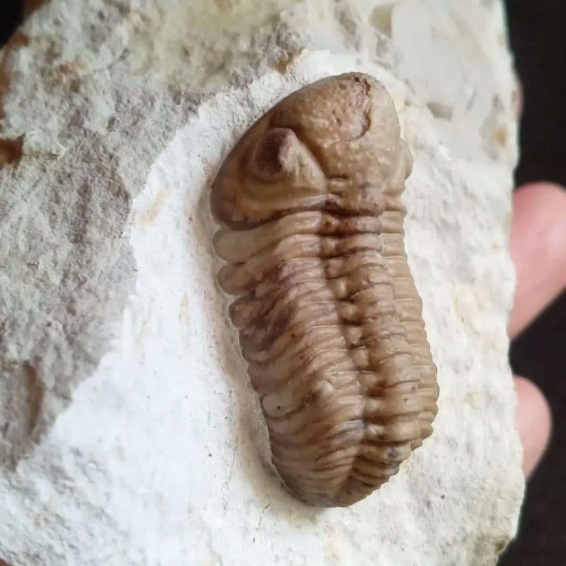 化石　標本　三葉虫　ファコプス　USA　美麗