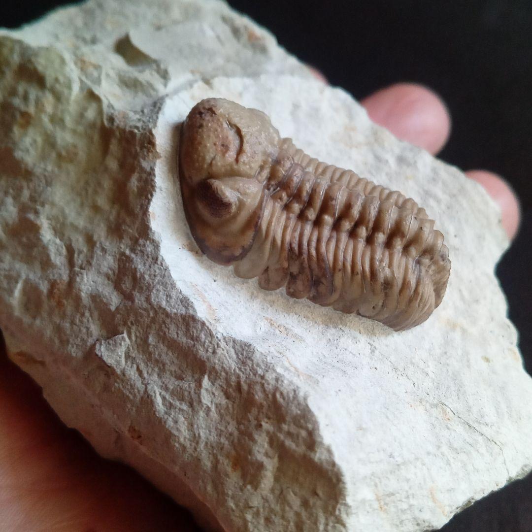 化石　標本　三葉虫　ファコプス　USA　美麗