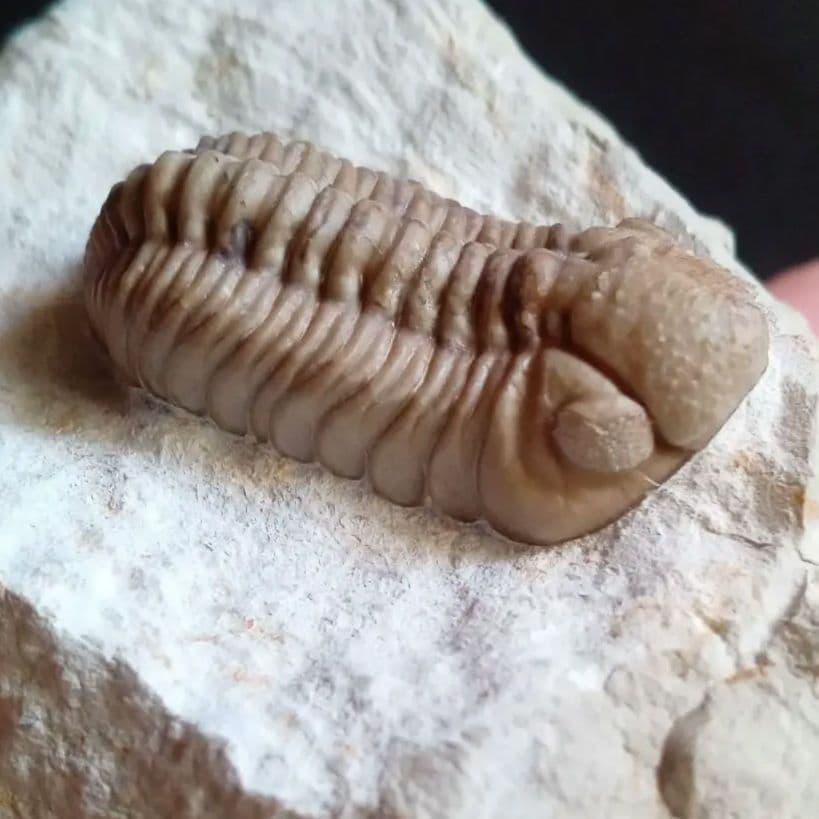 化石　標本　三葉虫　ファコプス　USA　美麗
