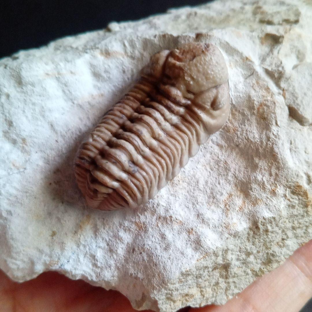 化石　標本　三葉虫　ファコプス　USA　美麗