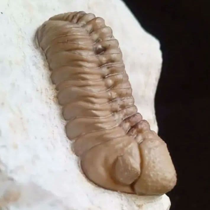 化石　標本　三葉虫　ファコプス　USA　美麗