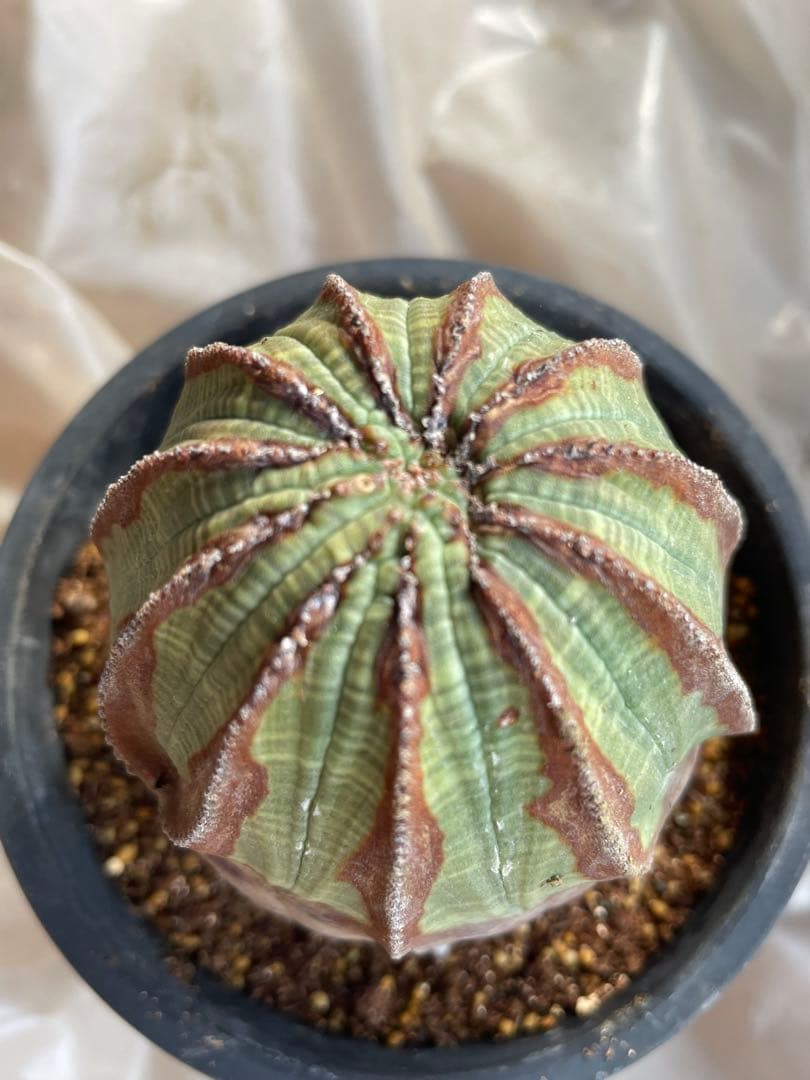 め*る様 オベサ 4号サイズ 木質化 二つセット