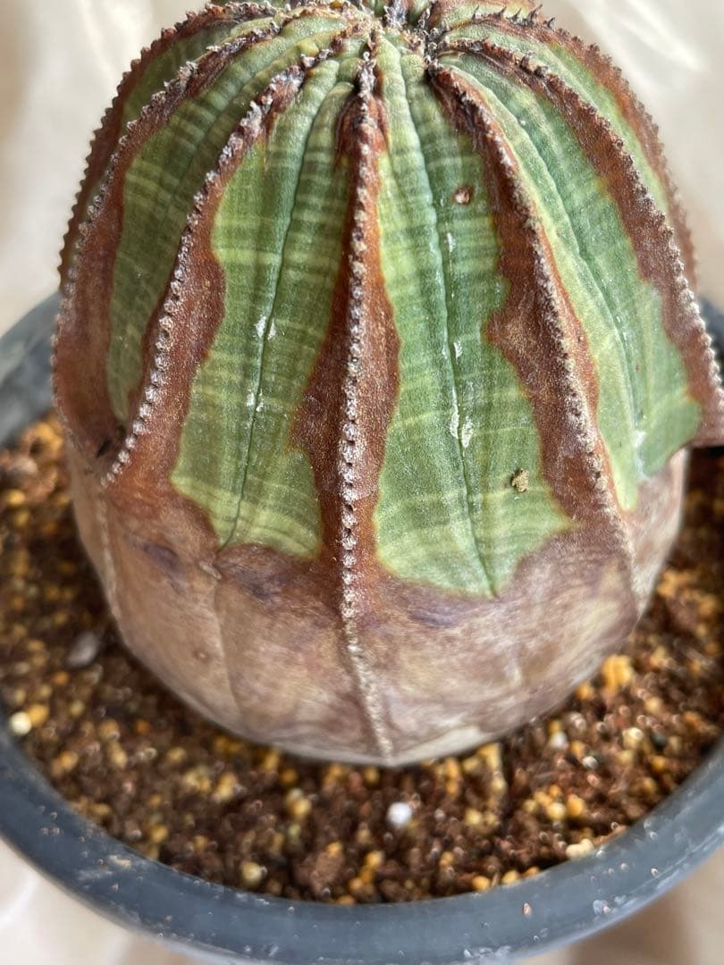 め*る様 オベサ 4号サイズ 木質化 二つセット