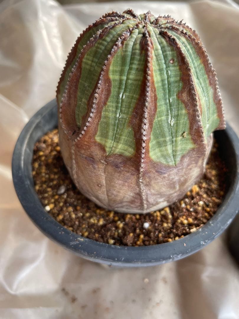 め*る様 オベサ 4号サイズ 木質化 二つセット