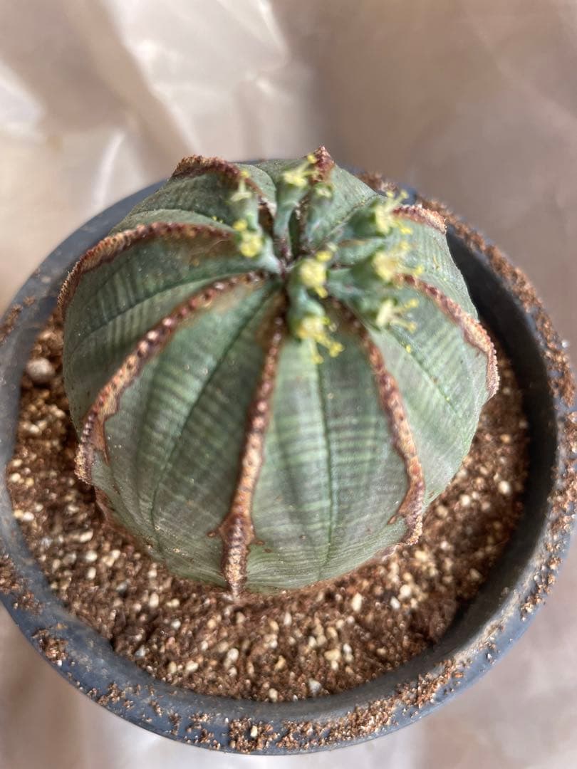 め*る様 オベサ 4号サイズ 木質化 二つセット