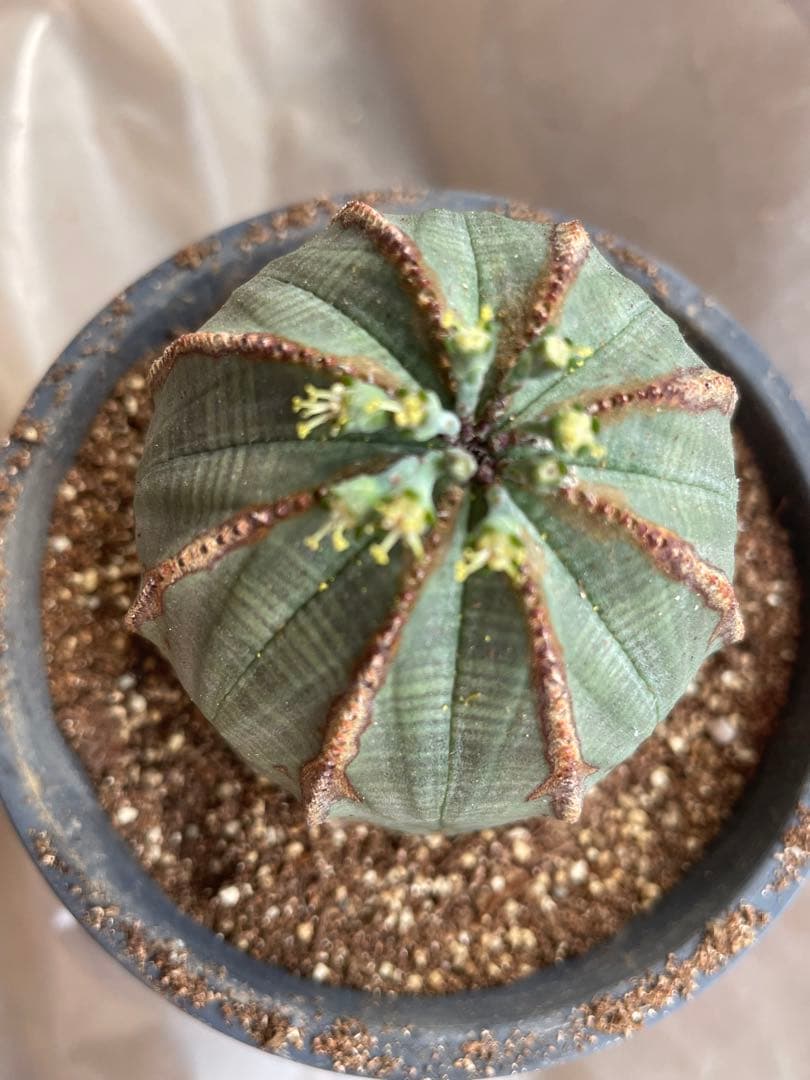 め*る様 オベサ 4号サイズ 木質化 二つセット