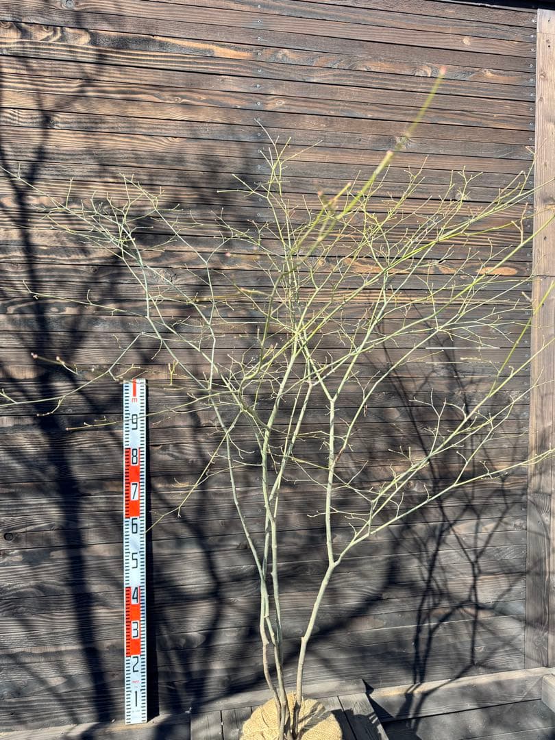 ヤマモミジ/山採り天然木【現品発送】管理80030